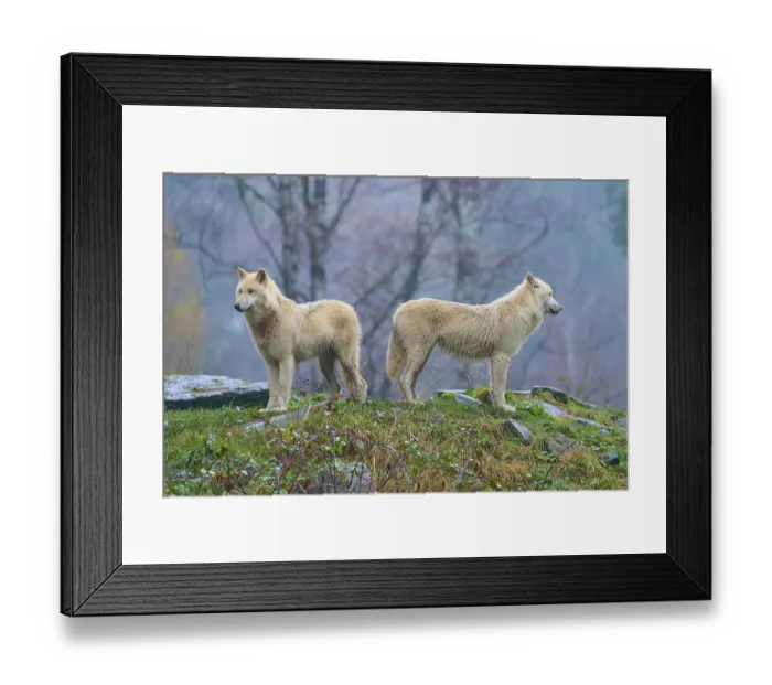 Framed Print : Two wolves standing back to back in the rain Framed Print : Two wolves standing back to back in the rain