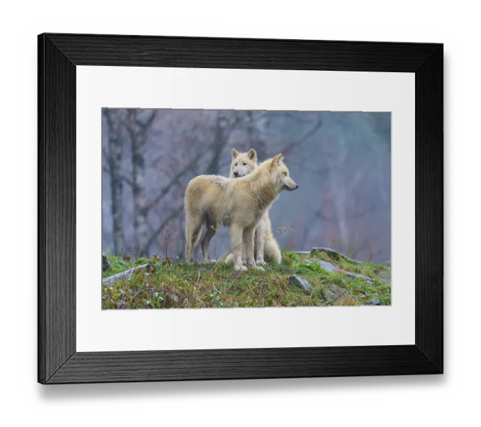 Framed Print : One wolf leaning against another in the rain in a misty autumn landscape full of soft sounds