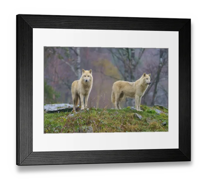 Framed Print : Wolves stand in a misty forest Framed Print : Wolves stand in a misty forest