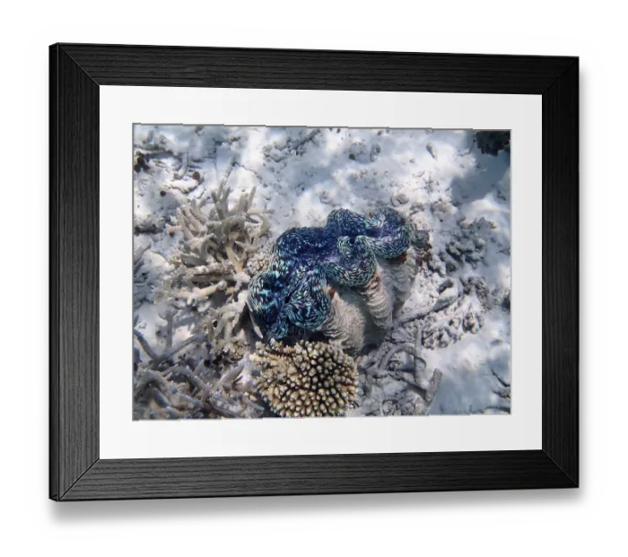 Framed Print : Maxima giant clam (Tridacna maxima) Framed Print : Maxima giant clam (Tridacna maxima)