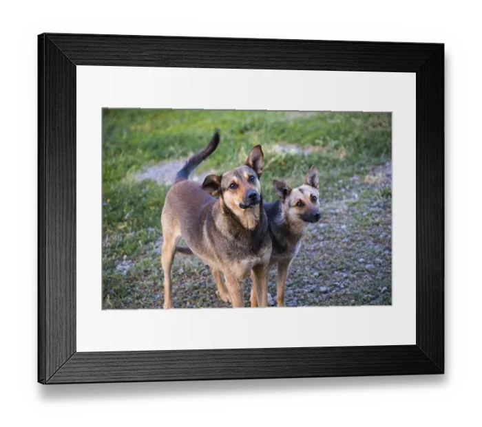 Framed Print : Two dogs stand attentively on a grassy path