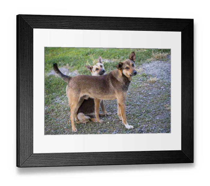 Framed Print : Two dogs on a path, one crouching under the other