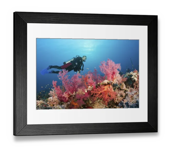 Framed Print : Diver over coral reef, Red Sea