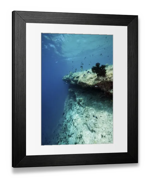 Framed Print : Coral bleaching on reef top, North Male Atoll