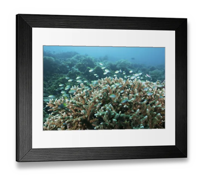 Framed Print : Demoiselles over reef, Pomacentrus sp
