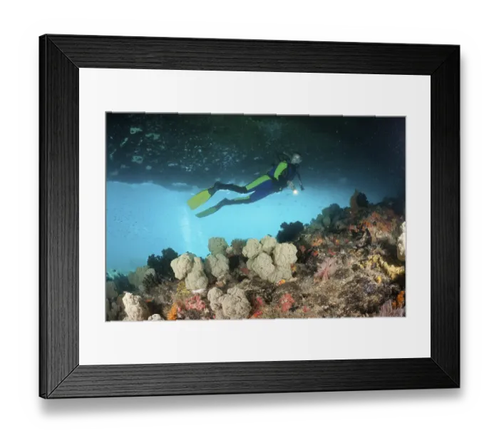 Framed Print : Spherical veil tree and diver, Dendronephthya mucronata Framed Print : Spherical veil tree and diver, Dendronephthya mucronata