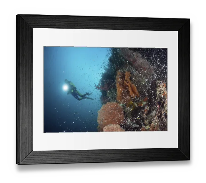 Framed Print : Diver on reef with glassfish, Parapriacanthus ransonneti