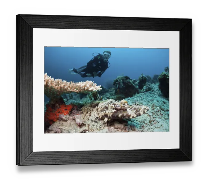 Framed Print : Brown-cheeked crocodile fish and diver Framed Print : Brown-cheeked crocodile fish and diver