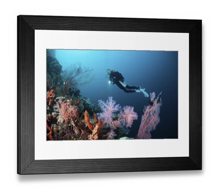 Framed Print : Diver on coral reef, Cenderawasih Bay Framed Print : Diver on coral reef, Cenderawasih Bay