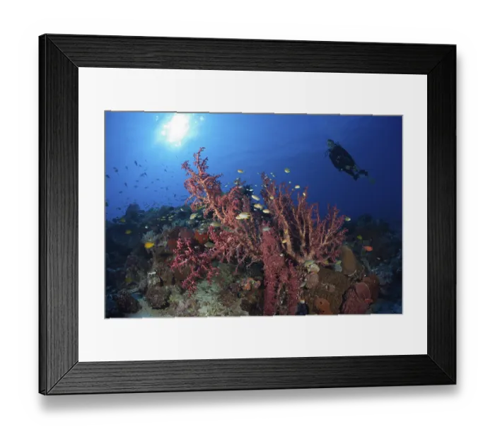 Framed Print : Soft coral on the reef, Siphonogorgia godeffroyi