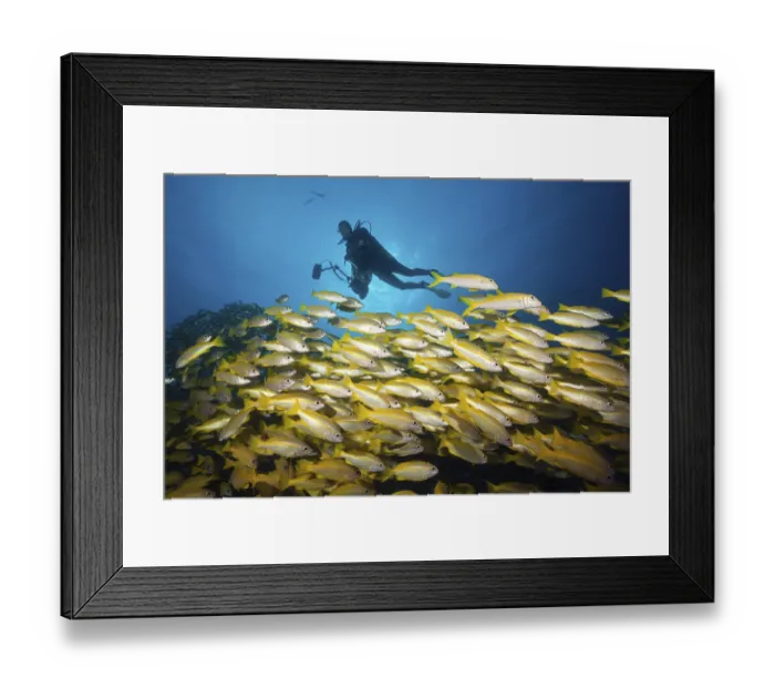 Framed Print : Shoal of bigeye snapper, Lutjanus lutjanus