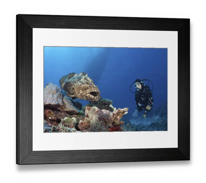 Framed Print : Diver and bullhead grouper, Epinephelus fuscoguttatus