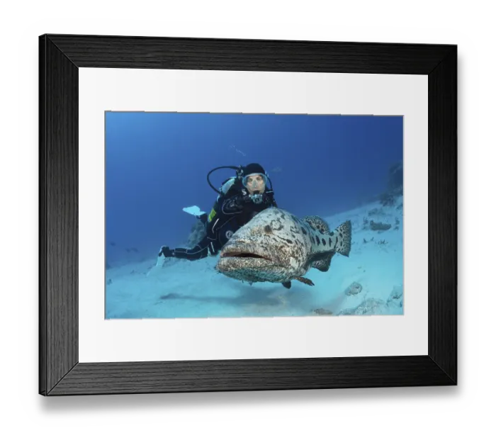 Framed Print : Diver and potato grouper, Epinephelus tukula Framed Print : Diver and potato grouper, Epinephelus tukula