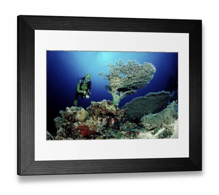 Framed Print : Diver and table coral, Acropora divaricata Framed Print : Diver and table coral, Acropora divaricata