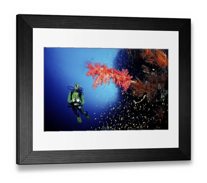 Framed Print : Diver and red soft corals, Acropora divaricata Framed Print : Diver and red soft corals, Acropora divaricata