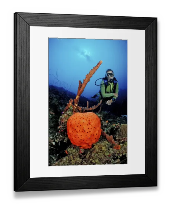 Framed Print : Diver and elephant ear sponge, Agelas clathrodes