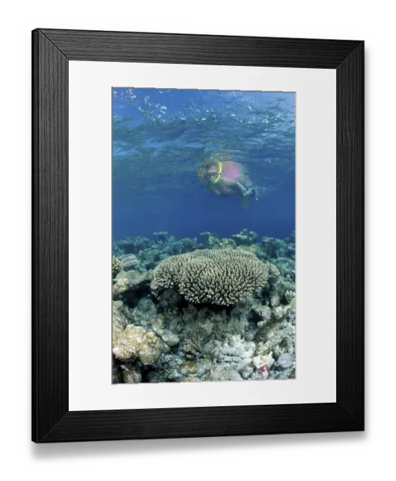 Framed Print : Snorkelling at the coral reef, Maldives
