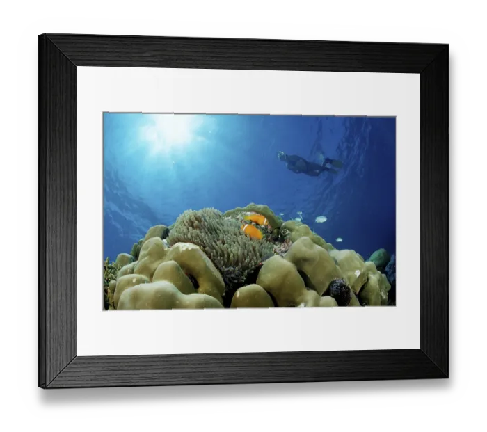 Framed Print : Maldives anemonefish and snorkeller