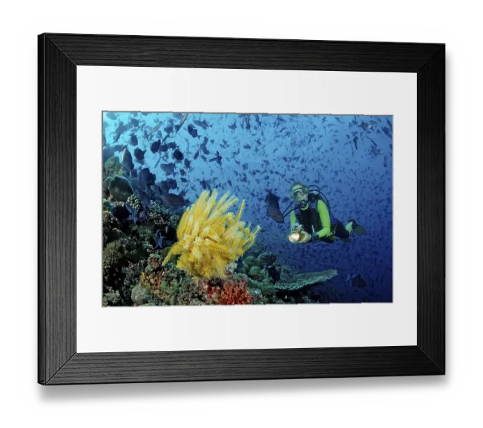 Framed Print : Diver and Yellow Feather Star and Red Tooth Triggerfish