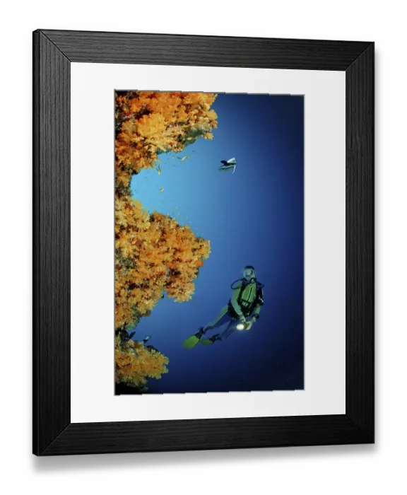 Framed Print : Orange soft corals and divers, Alcyonaria