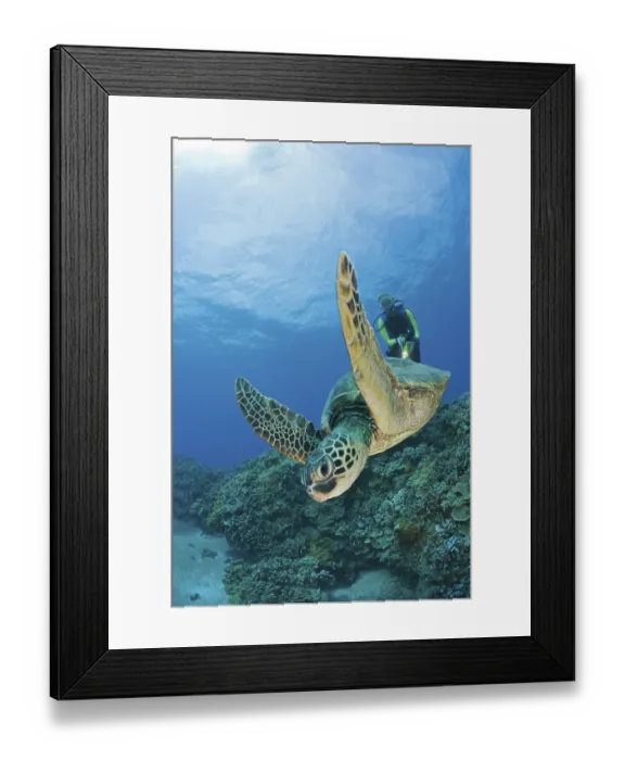 Framed Print : Green turtle and diver, Chelonia mydas Framed Print : Green turtle and diver, Chelonia mydas