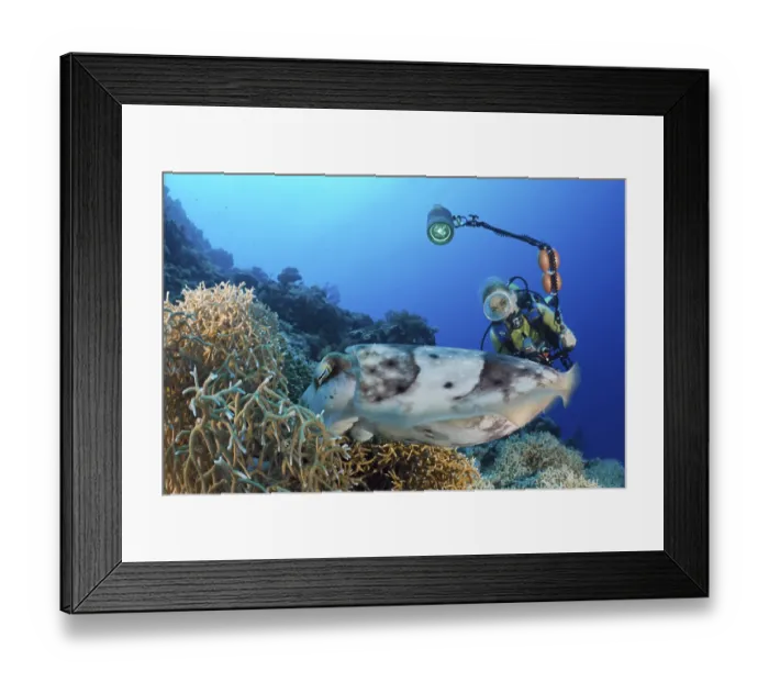 Framed Print : Diver observing a broad club sepia laying eggs