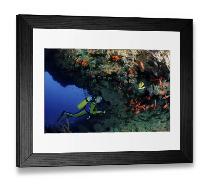 Framed Print : Diver under coral overhang, Maldives