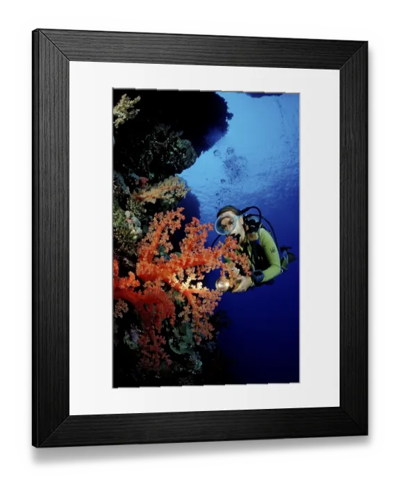 Framed Print : Diver and colourful coral reef