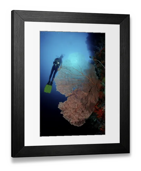 Framed Print : Diver and coral reef, Indonesia
