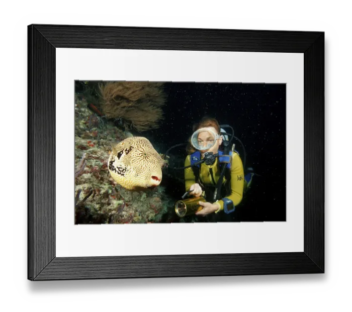 Framed Print : Mappa pufferfish during night dive Framed Print : Mappa pufferfish during night dive