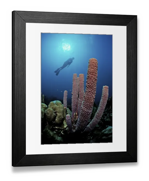 Framed Print : Diver and tube sponge, British Virgin Islands Framed Print : Diver and tube sponge, British Virgin Islands