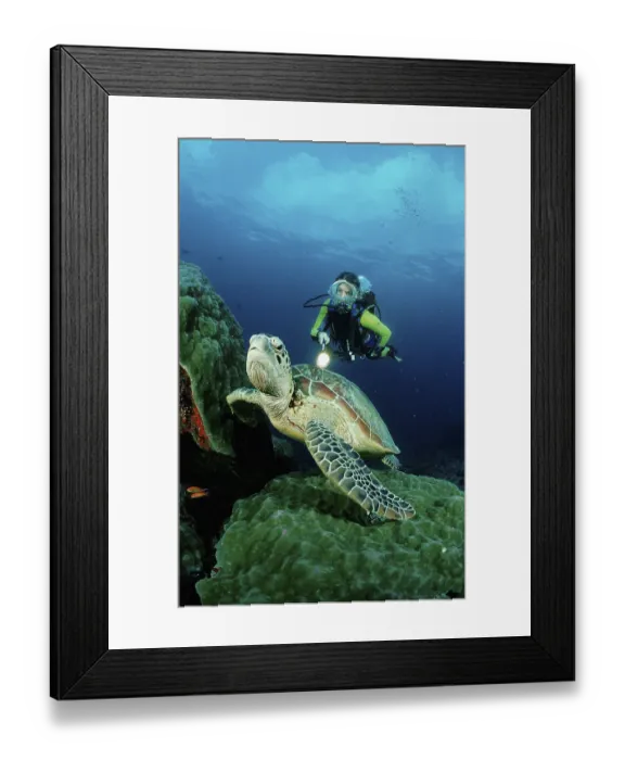 Framed Print : Green turtle (Chelonia mydas) and diver Framed Print : Green turtle (Chelonia mydas) and diver