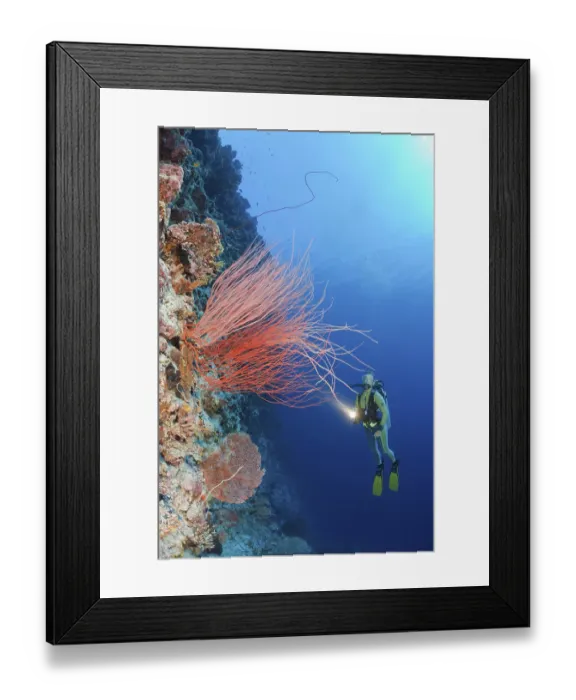 Framed Print : Diver and rod gorgonian, Peleliu Wall