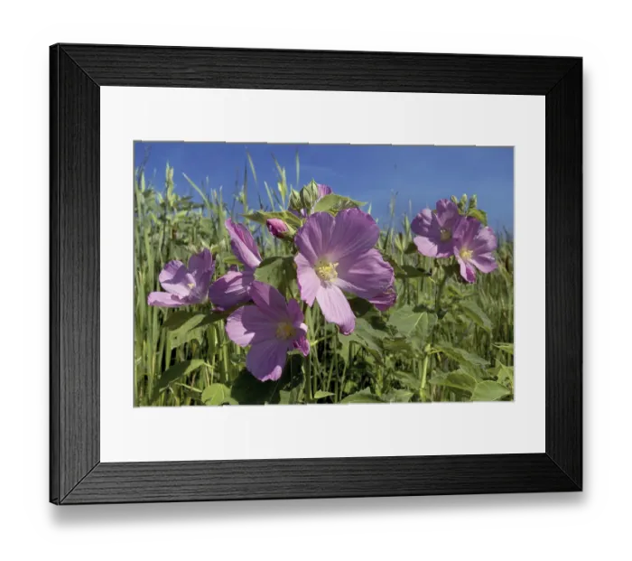 Framed Print : Swamp Rose Mallow (Hibiscus moscheutos) or Wild Cotton Growing in Marsh