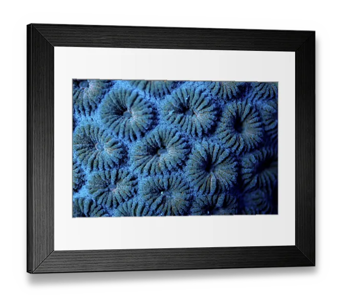 Framed Print : Fluorescence light of a Hard Coral Madreporaria Framed Print : Fluorescence light of a Hard Coral Madreporaria
