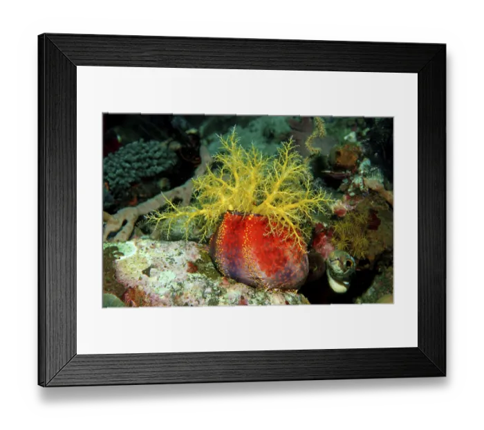 Framed Print : Sea Cucumber Holothuridae