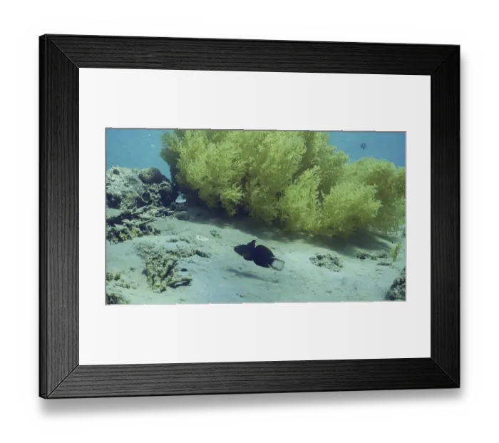 Framed Print : Blue White-barred Goby (Amblygobius phalaena) (Amblygobius Semicinctus) Framed Print : Blue White-barred Goby (Amblygobius phalaena) (Amblygobius Semicinctus)