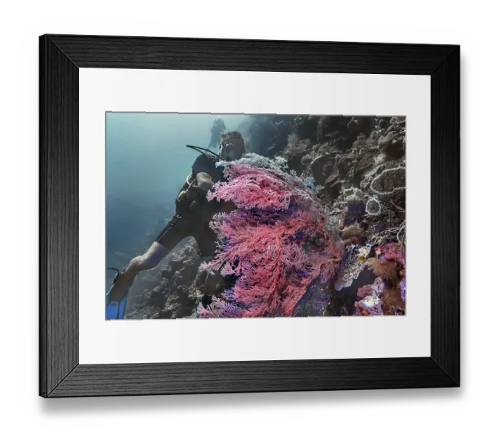 Framed Print : Knotted fan coral (Melithaea ochracea)