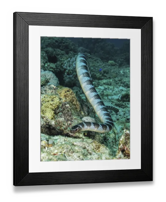 Framed Print : Colubrine sea krait ( Laticauda colubrina) in coral reef