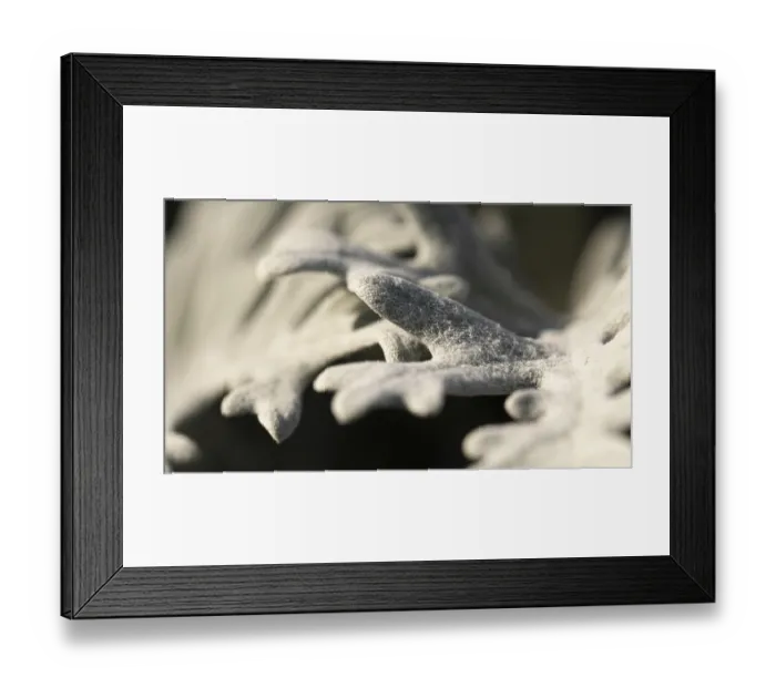 Framed Print : Close up coral organic background