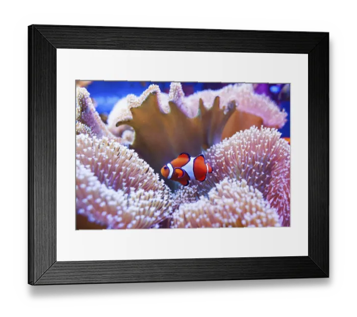 Framed Print : Clown fish swimming in the corals