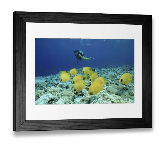 Framed Print : Masked Butterflyfish and diver