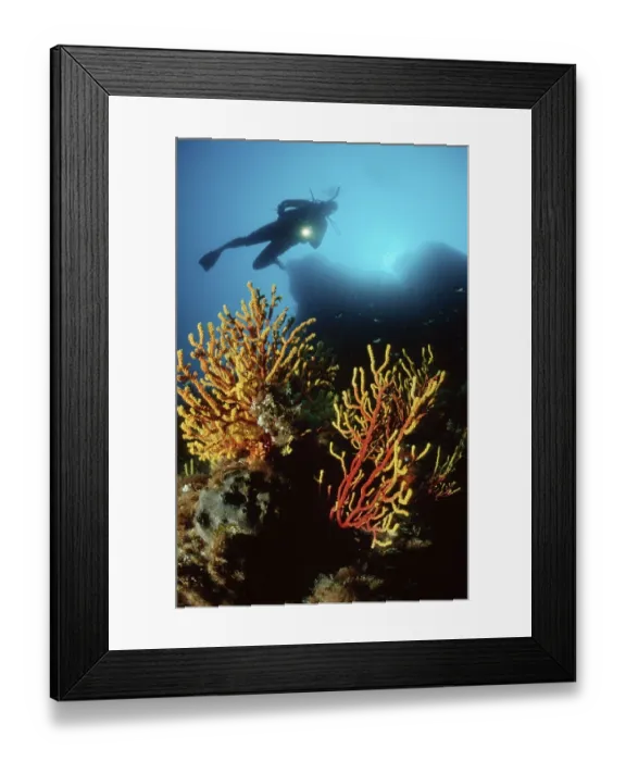 Framed Print : Diver over Chameleon Sea Fan, Mediterranean Sea  /  (Paramuricea clavata)