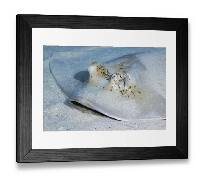 Framed Print : Blue spotted stingray (Neotrygon kuhlii) Framed Print : Blue spotted stingray (Neotrygon kuhlii)