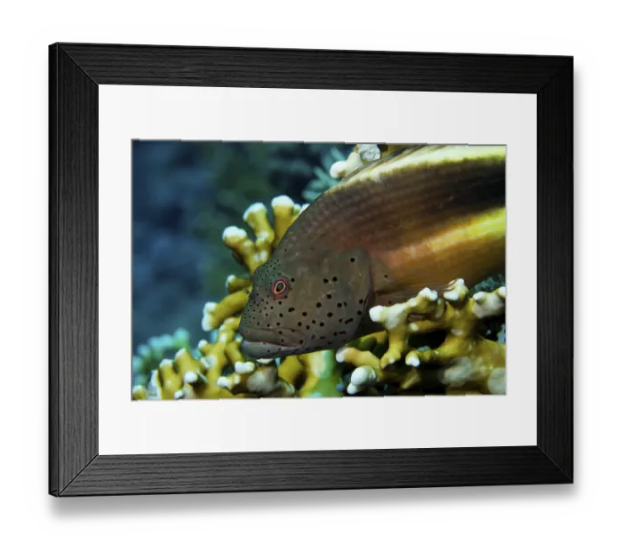 Framed Print : Black-sided hawkfish (Paracirrhites forsteri) in Coral Framed Print : Black-sided hawkfish (Paracirrhites forsteri) in Coral