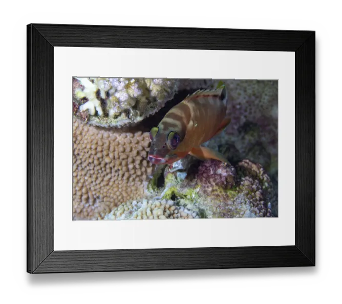 Framed Print : Bigeye Bass, Coral Reef, Red Sea Framed Print : Bigeye Bass, Coral Reef, Red Sea