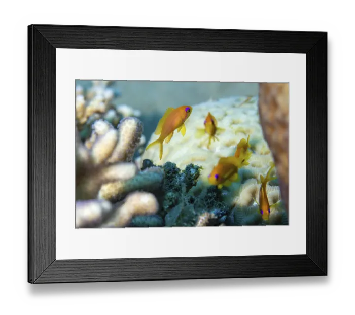 Framed Print : Flag perch in coral reef, Red Sea