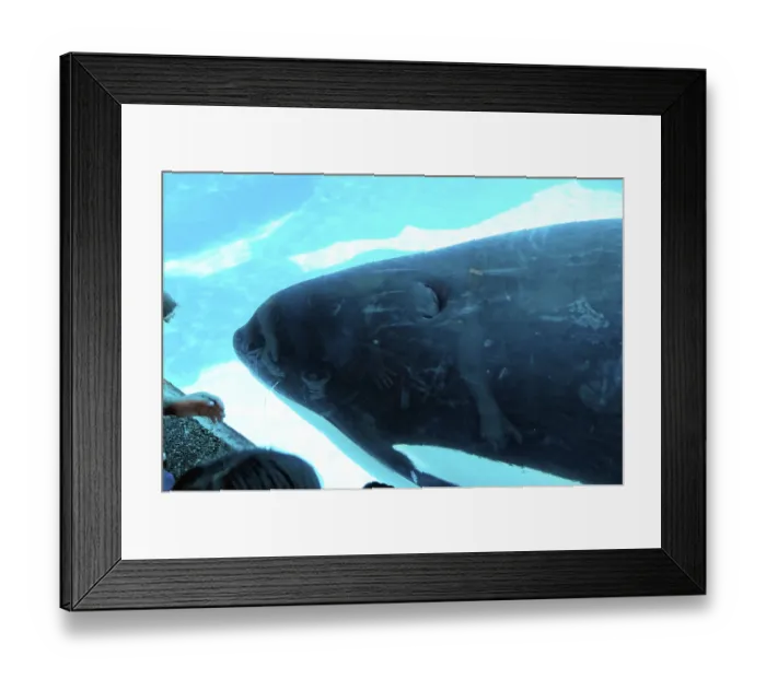 Framed Print : People watch a killer whale through a glass pane in an aquarium