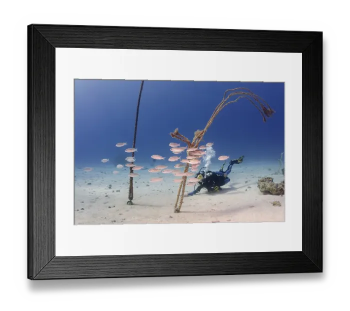 Framed Print : Diver at coral reef, Red Sea, Egypt, Africa Framed Print : Diver at coral reef, Red Sea, Egypt, Africa