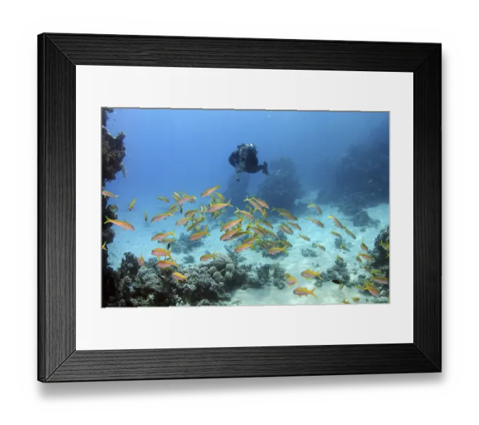 Framed Print : Diver swimming near school of fish near coral reef